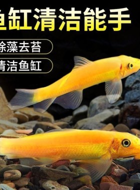 金苔鼠鱼青苔鼠吃藻除苔工具鱼观赏热带鱼宠物水族活体热带鱼除藻