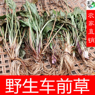 野生车前草新鲜晒干精选新货整颗全草泡茶中药材车前草250克包邮
