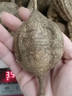 【星草荟】野生黑牛大力整个中药材泡酒煲汤牛大力薯山莲藕500克