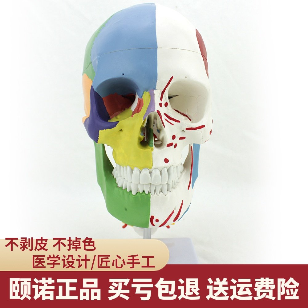 ENOVO颐诺医学用 人体头骨模型颅骨模型 头骨分区肌肉模型神经骨科教学 头骨肌肉颈椎口腔科头骨模型教具|msdalam kategori Kamus elektronik/buku kertas elektronik/alat tulis, demonstrasi pengajaran/bekalan notis paparan, peralatan pengajaran/peralatan eksperimen - dari Buy2taobao.com untuk memberikan perkhidmatan ejen Taobao profesional membeli