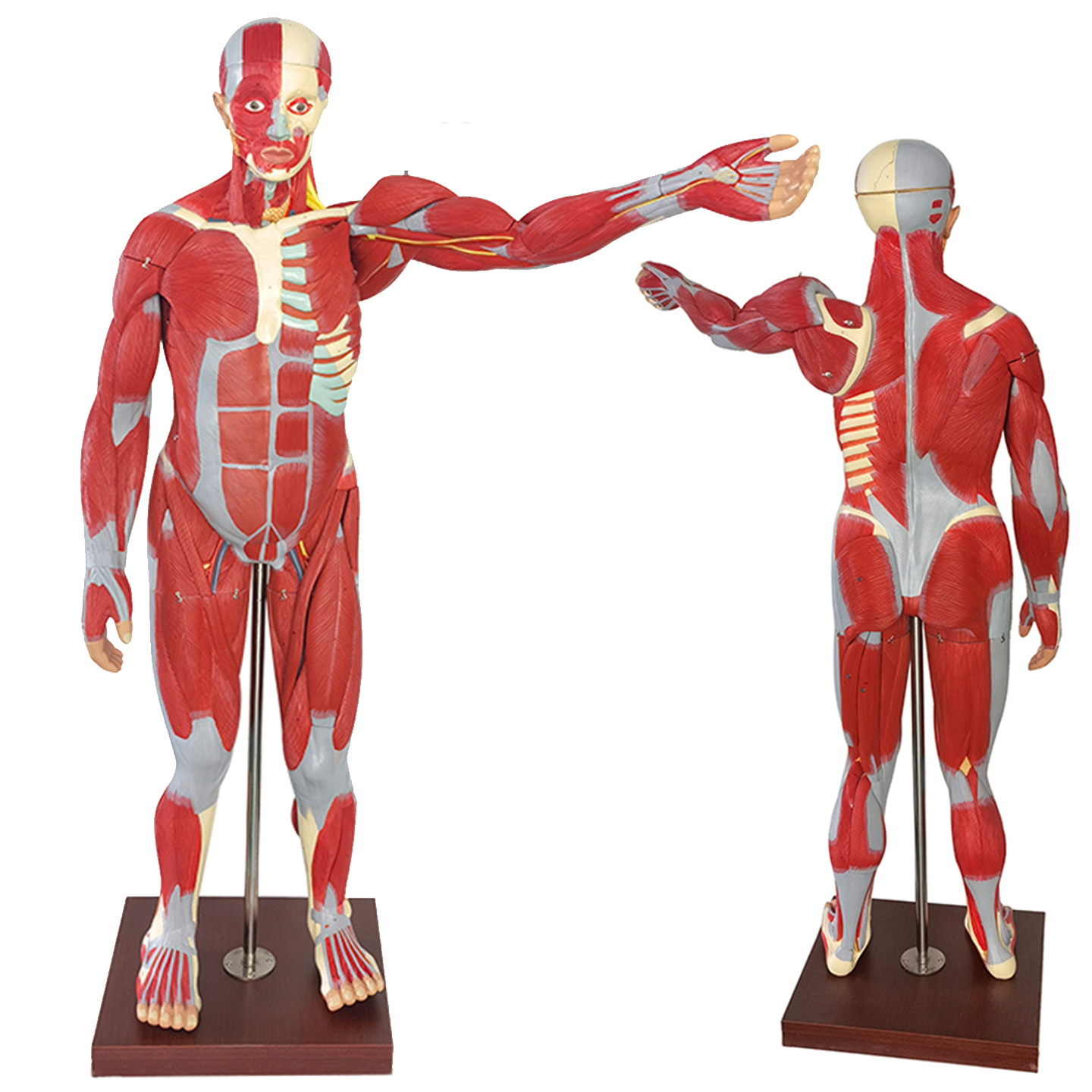ENOVO颐诺170CM 人体肌肉内脏解剖模型