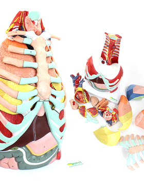 ENOVO医学用人体胸腔解剖模型肺解部肺段心脏结构胸部thoracic cavity胸壁胸廓膈肌肉血管神经胸外科手术教学