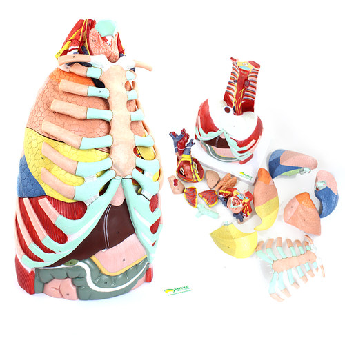 ENOVO医学用人体胸腔解剖模型肺解部肺段心脏结构胸部thoracic cavity胸壁胸廓膈肌肉血管神经胸外科手术教学 - 封面