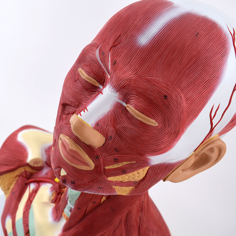 解剖模型头颈胸模型艺用面部肌肉美术微整形外科颜面部外科医生培训