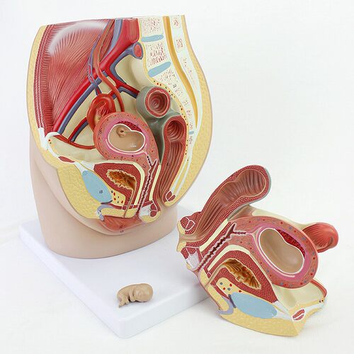 ENOVO颐诺女性盆腔解剖模型生殖