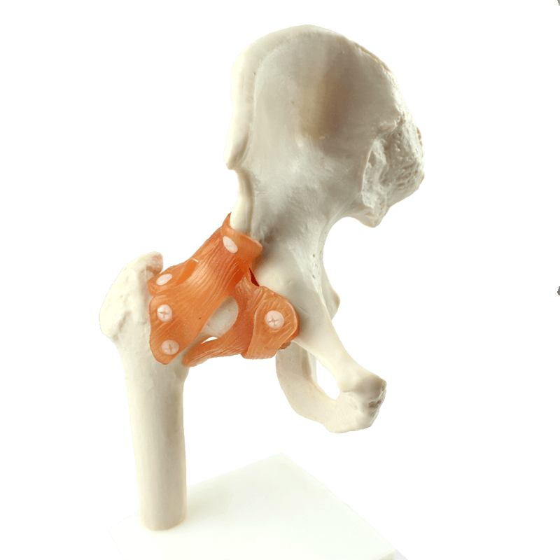 ENOVO颐诺人体髋关节股关节模型人体骨骼模型运动骨骨科科髋关节hip joint股骨头与髋臼球窝关节杆臼关节骨科