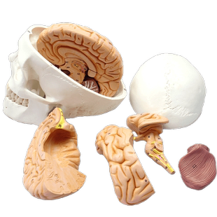 ENOVO颐诺医学人体头颅骨 大脑模型头骨模型1:1 颅脑模型解剖大脑解剖结构神经科教学教具演示医学用临床教具