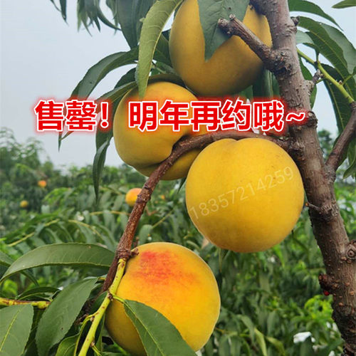 浙江嘉善姚庄锦绣黄桃红心10斤7月8月现摘现发新鲜当季时令水果 - 封面