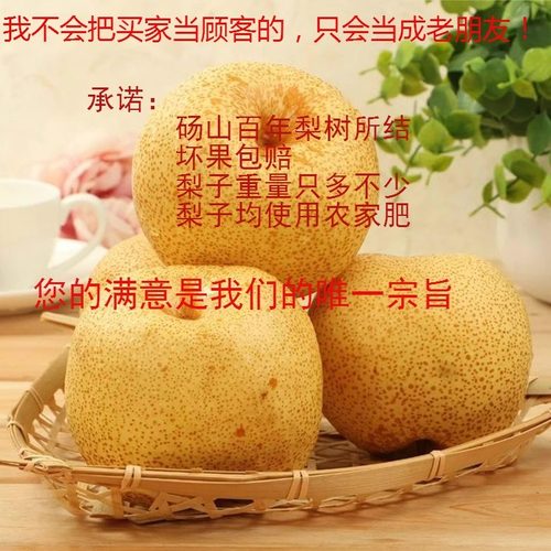 沙土地百年老树砀山酥梨现摘现发