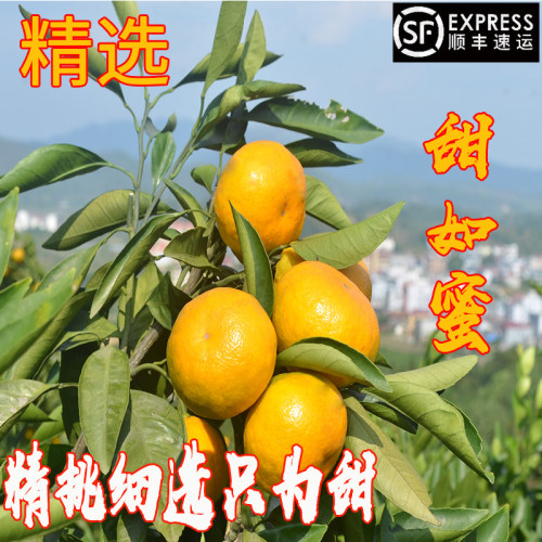 橘子新鲜江西涌泉蜜桔包邮