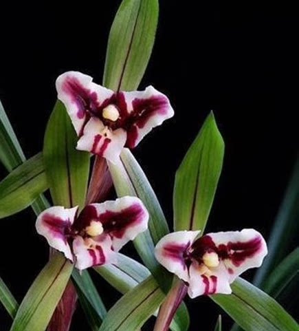 当年开花 兰花苗阳台花卉绿植盆栽浓香兰花春兰 虎蕊 自然养殖
