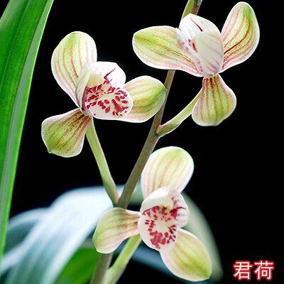 自然养植 当年开花老种兰花苗盆栽建兰 君荷 客厅绿植花卉兰花