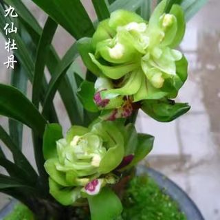 当年开花兰花苗阳台花卉绿植盆栽浓香春兰 九仙牡丹 自然养殖