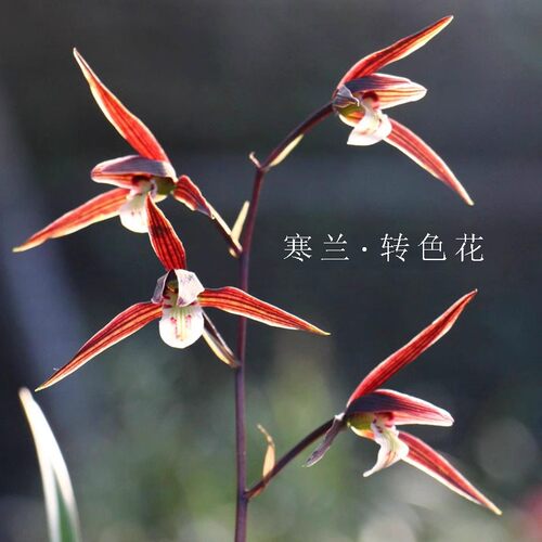 包邮云南室内兰花苗老种寒兰 红花 阳台花卉客厅兰花盆栽自然养殖