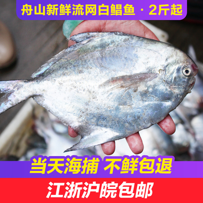 舟山新鲜流网白鲳鱼海鲜水产