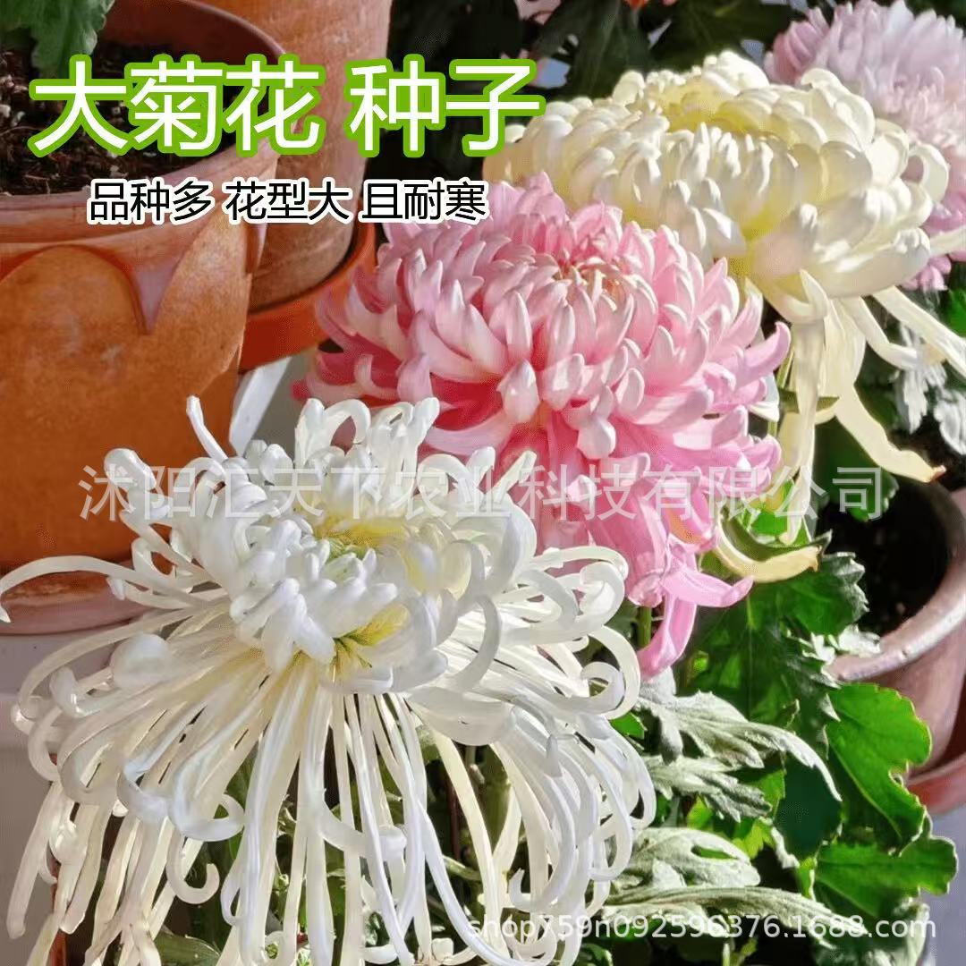 耐寒菊花种子大花四季播种户外耐冻庭院造景阳台观赏盆栽花卉种籽