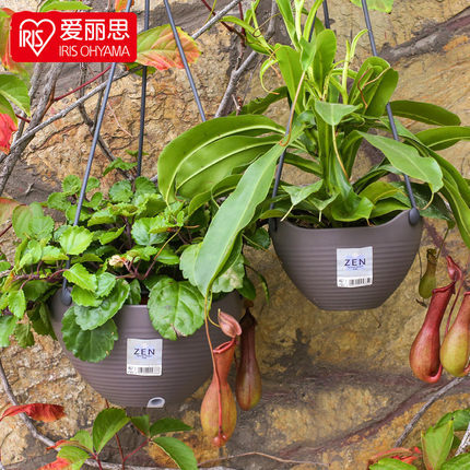 爱丽思IRIS ZEN吊兰壁挂式盆景花盆树脂垂吊塑料花盆吊盆阳台盆
