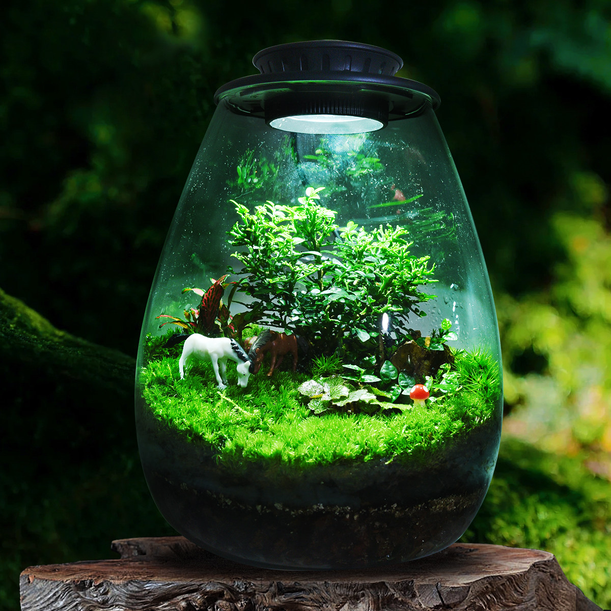 创意苔藓微景观生态瓶桌面玻璃缸绿植造景迷你植物小盆栽成品摆件