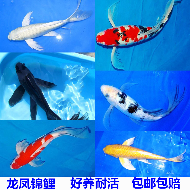 龙凤锦鲤活体淡水招财鱼风水鱼日本纯种室外鱼冷水观赏鱼耐活包邮