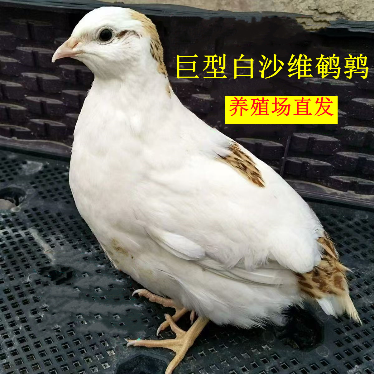白沙维鹌鹑活体巨型鹌鹑大体型