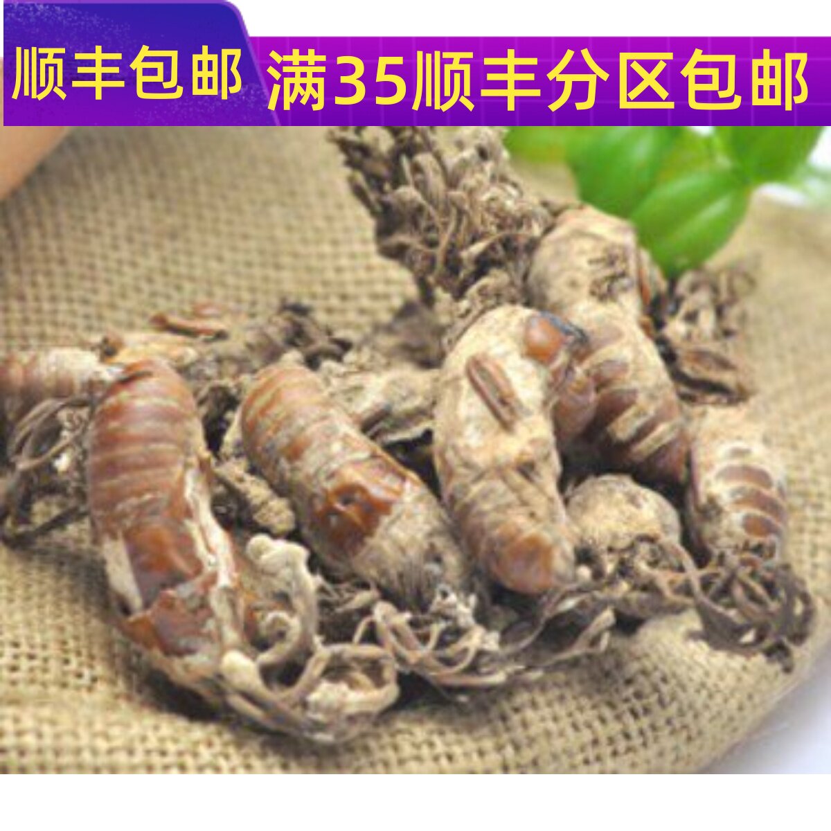 精选 中药材 金蝉花 50克 可打粉 满包邮