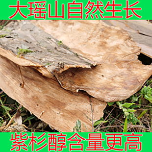 广西金秀大瑶山红豆杉中药材南方紫杉醇 包邮 500g