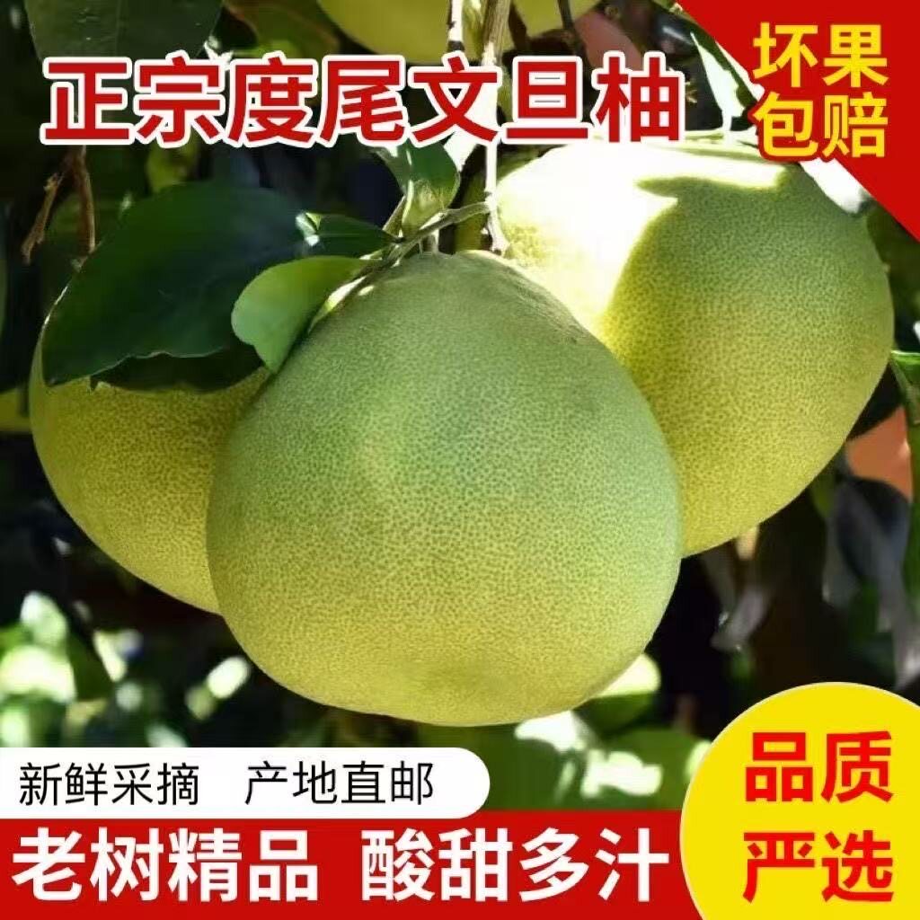 度尾老树文旦柚酸甜多汁