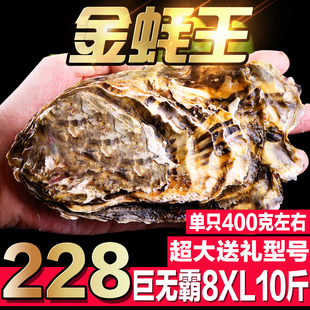 8两10斤8XL 特大号乳山生蚝鲜活新鲜牡蛎带壳特级海鲜水产单只6