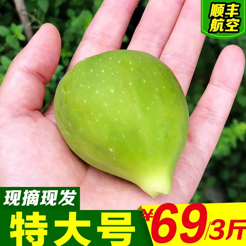 特大号现摘无花果新鲜威海青皮非红皮蜜果绿皮孕妇水果顺丰包邮