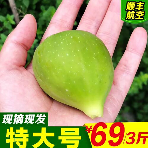 11年老店威海无花果收藏发特大果