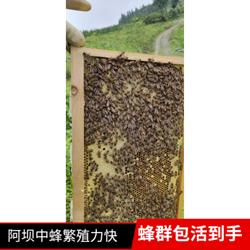 四川中蜂群带蜂王阿坝中蜂蜜蜂蜂群出售笼蜂蜜土蜂群蜂王正品包邮