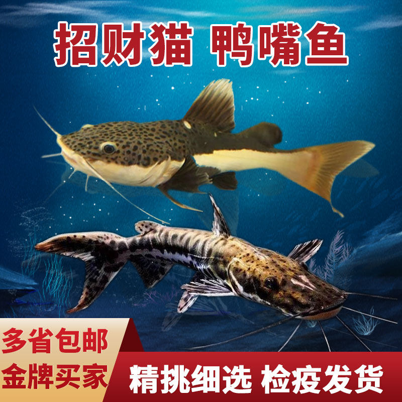 大型凶猛热带鱼观赏鱼红尾鲶鱼狗仔鲸招财猫风水鱼活体肉食水族馆
