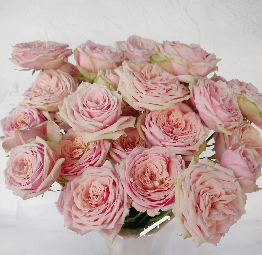 浪漫伊甸园法国丰花灌木月季复古色包子庭院观赏云南基地直发苗