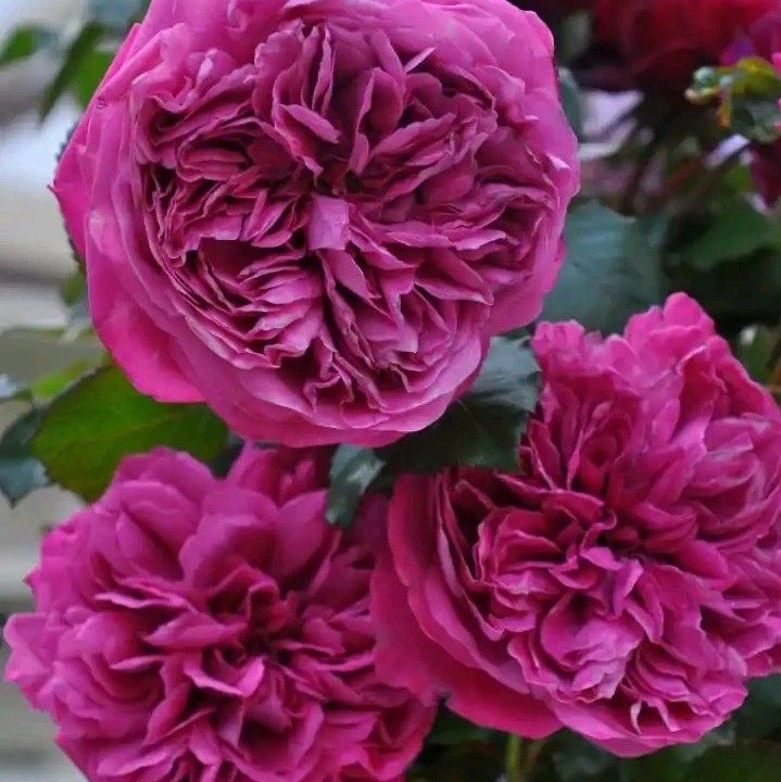 赫克托月季扦插花苗浓香大花可做切花玫瑰单颗耐晒直立灌木盆栽