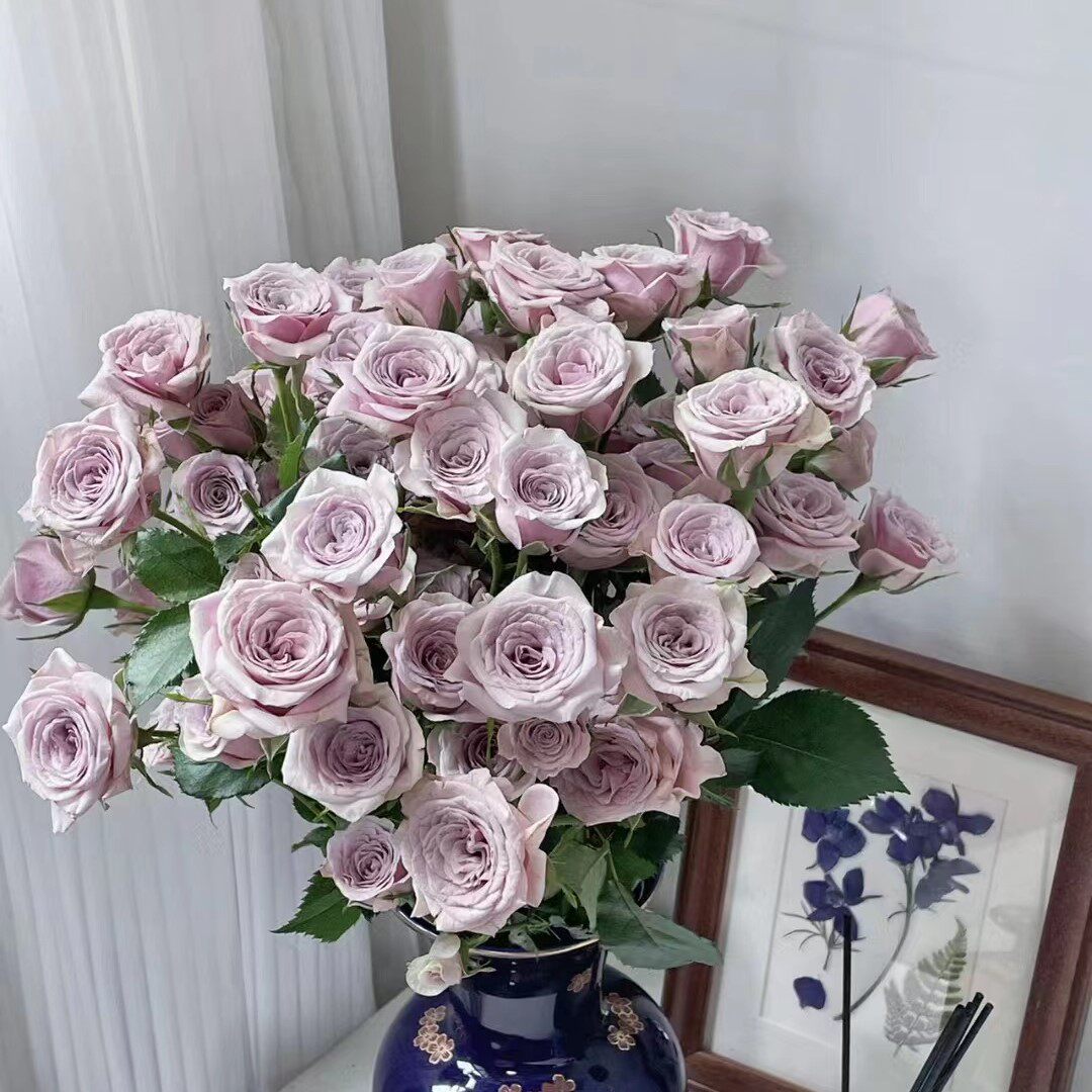 莱拉德国进口丰花单瓣月季品种阳台顶楼直立灌木新手群植花篱抗病