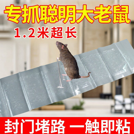 强效粘鼠板抓粘大老鼠贴胶捕鼠老鼠神器家用大号灭黏沾鼠