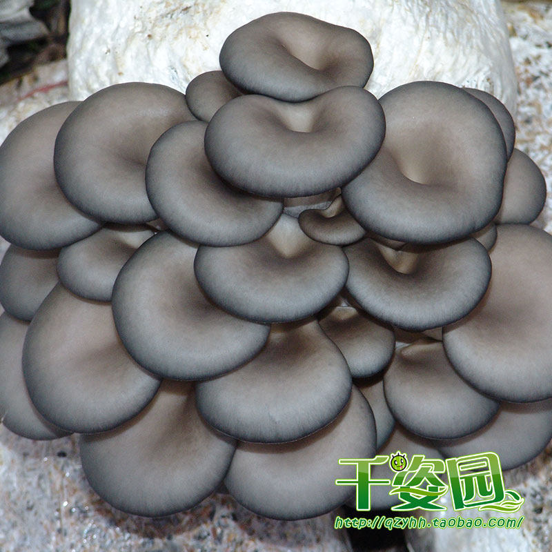 食用菌菌种 二级种 母种 早秋深灰色平菇优良品种 【特抗650】