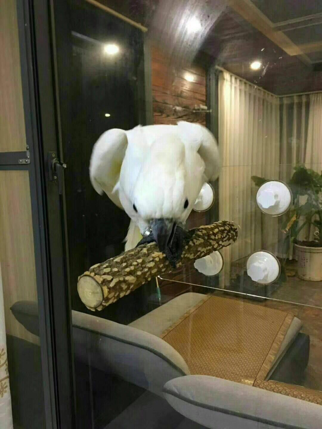 吸盘鹦鹉站架大型鹦鹉吸盘站架图片