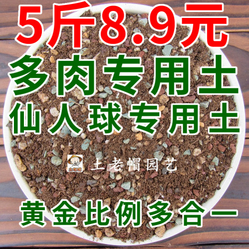 仙人球多肉多肉仙人球麦饭石专用