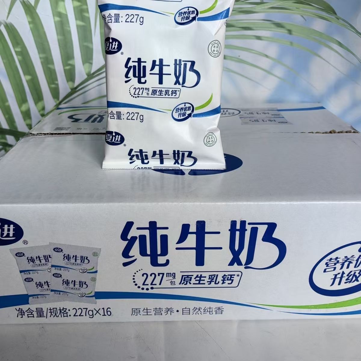 夏进纯牛奶227g每袋牛奶饮料营养早餐奶灭菌生牛乳宁夏学生奶