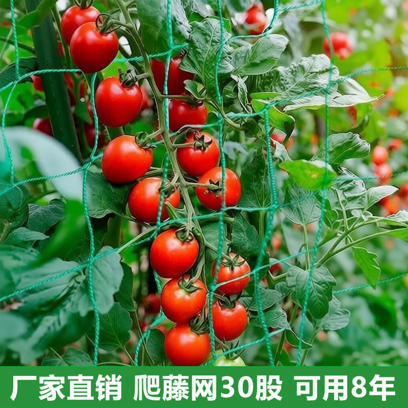 爬藤网黄瓜豆角爬架菊花网尼龙网