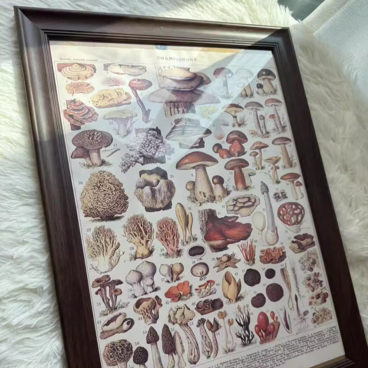 瑞吉欧蒙氏自然教育植物蔬果树木花朵复古带框画装饰挂画教室环创图片