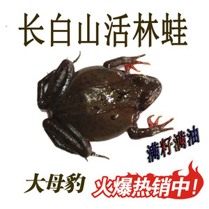 吉林鲜活林蛙桦甸产区发货