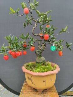 金弹子盆景带果花母桩红宝石大灯泡提根丛林公桩客厅阳台净化空气