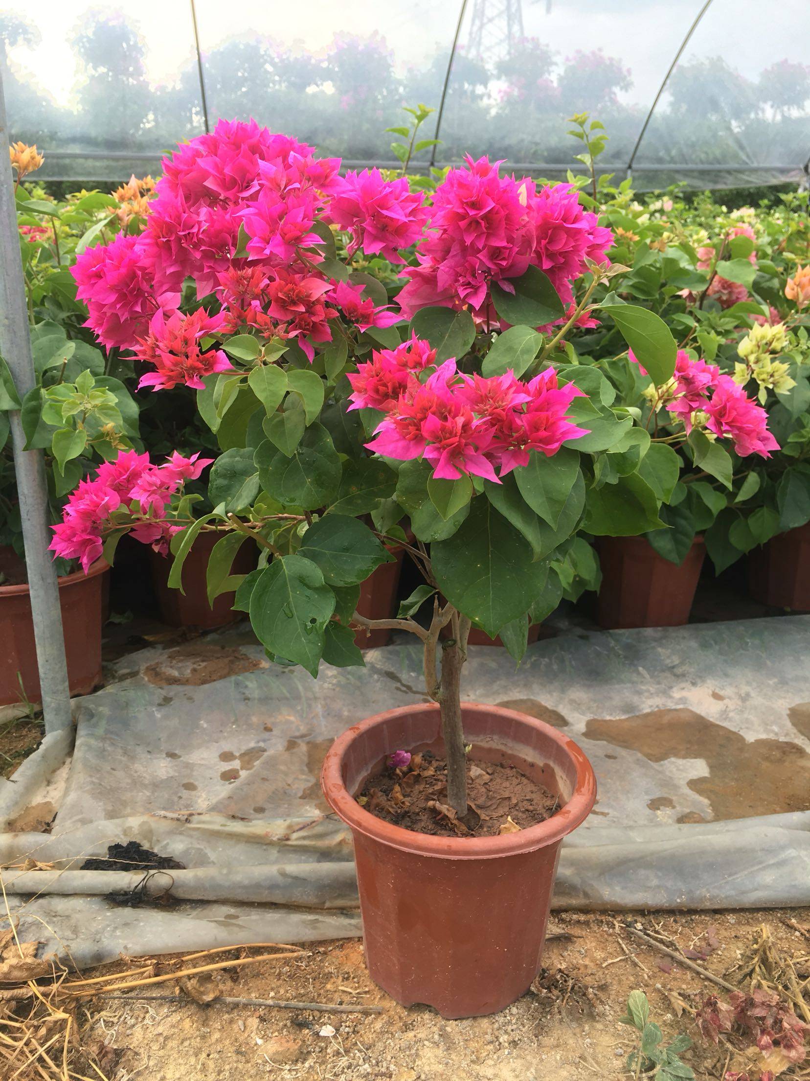 三角梅重瓣红四季勤花品种庭院阳台绿植支持一物一拍