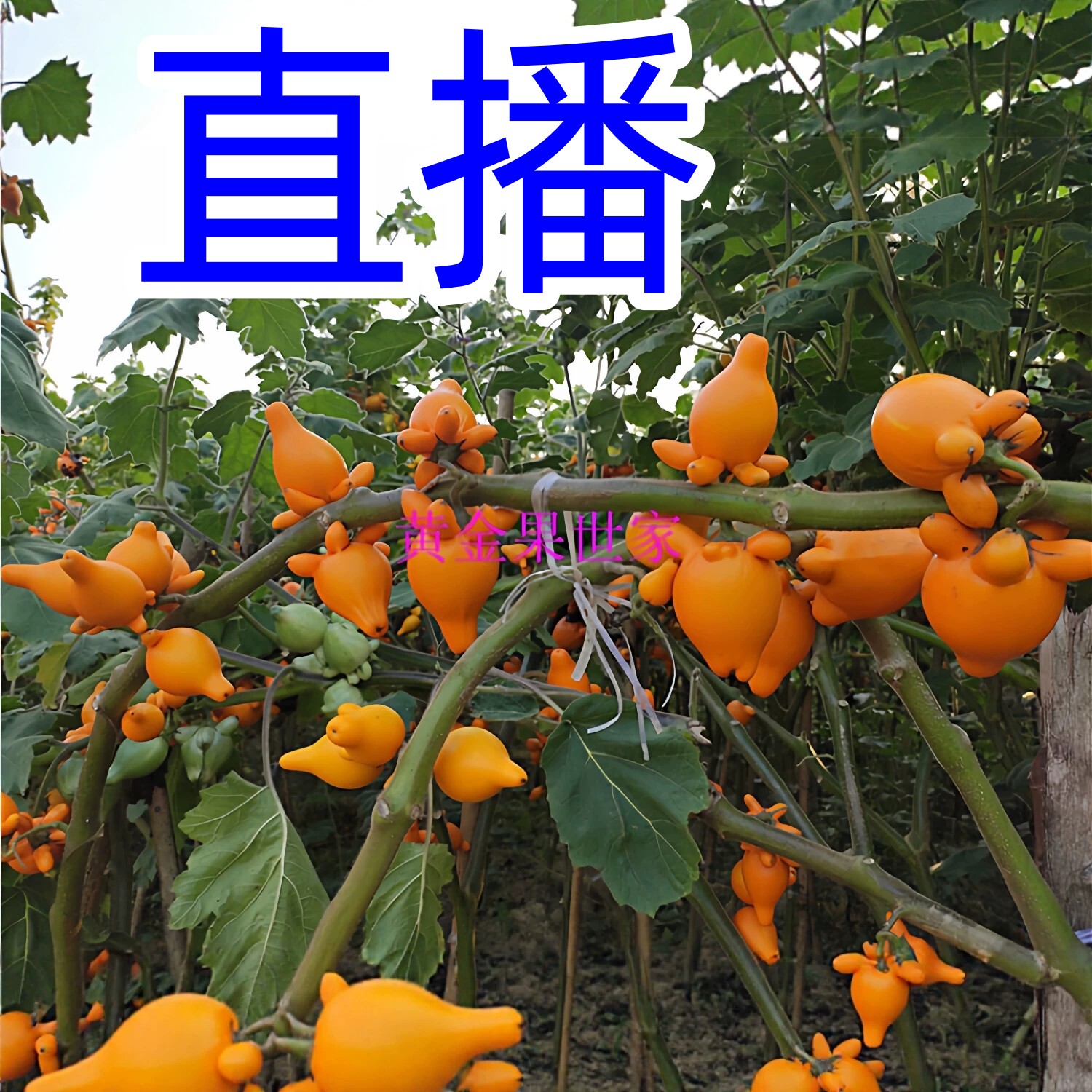五代果鲜切枝直播基地实时五代同堂生活鲜花年花黄金果花材福寿果