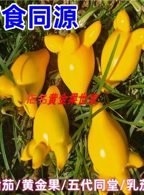 五指茄鲜果药用乳茄新鲜散果纯天然无农药心脏果代代果药食同源