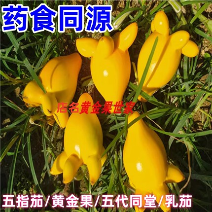 五指茄鲜果药用乳茄新鲜散果纯天然无农药心脏果代代果药食同源