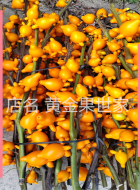 正宗五代果装饰摆放植物新奇发财果观赏招财果五指茄鲜花插瓶新鲜