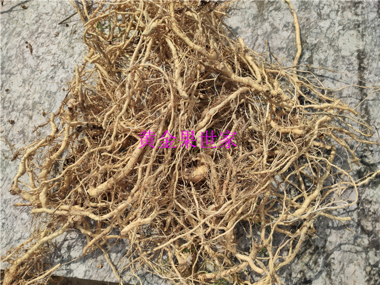 五代同堂根黄金果叶子新鲜晒干入药乳茄根五指茄根部药用